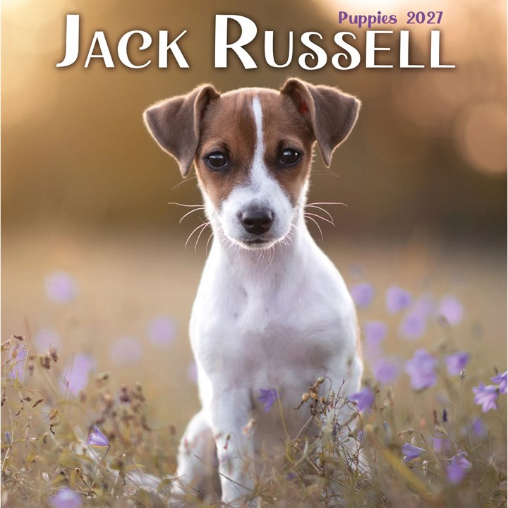 Jack Russell Puppies Mini Calendar 2027
