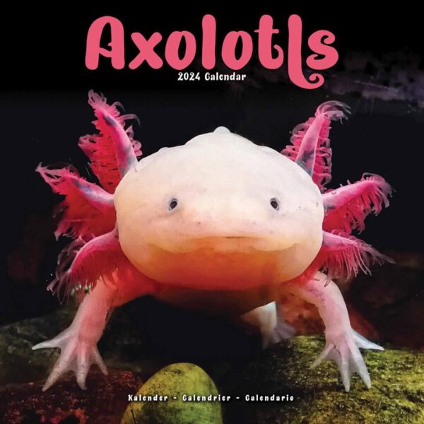 Axolotls Calendar 2024