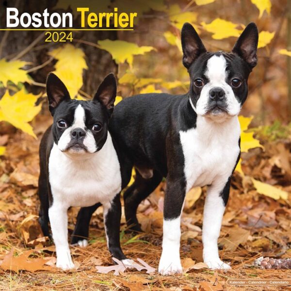 Boston Terrier Calendar 2024
