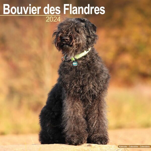 Bouvier Des Flandres Calendar 2024