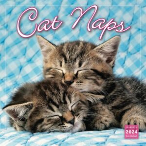 Cat Naps Calendar 2024