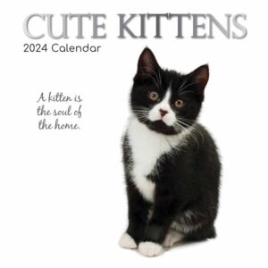 Cute Kittens Calendar 2024