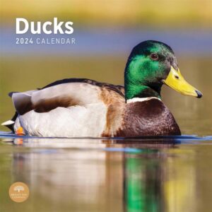 Ducks Calendar 2024