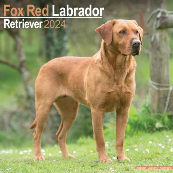 Fox Red Labrador Retriever Calendar 2024