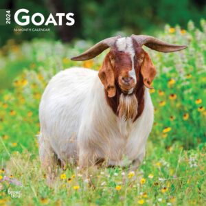 Goats Calendar 2024