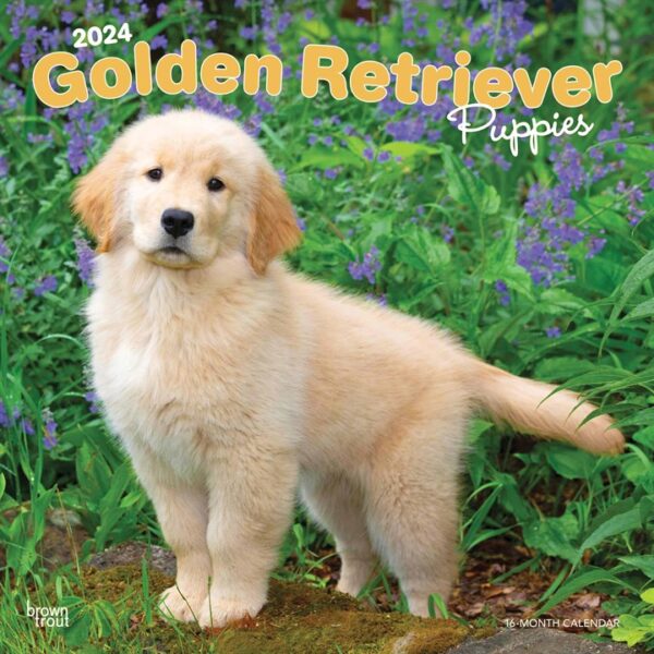 Golden Retriever Puppies Calendar 2024