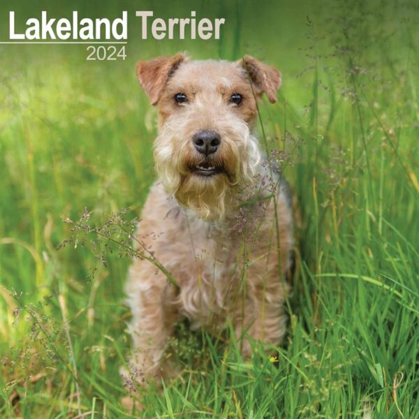 Lakeland Terrier Calendar 2024