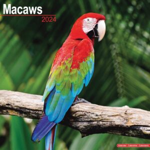 Macaws Calendar 2024