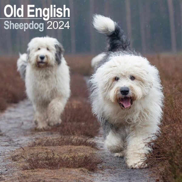 Old English Sheepdog Calendar 2024