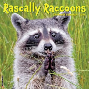 Rascally Raccoons Calendar 2024