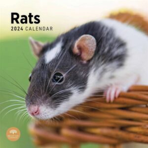 Rats Calendar 2024