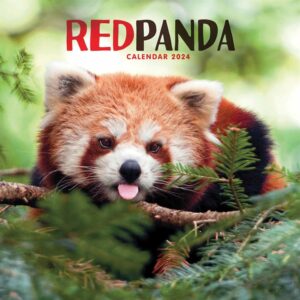 Red Pandas Calendar 2024