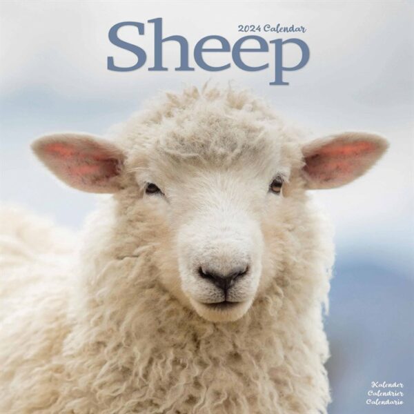 Sheep Calendar 2024