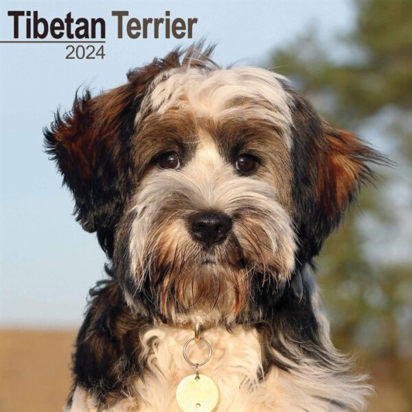 Tibetan Terrier Calendar 2024