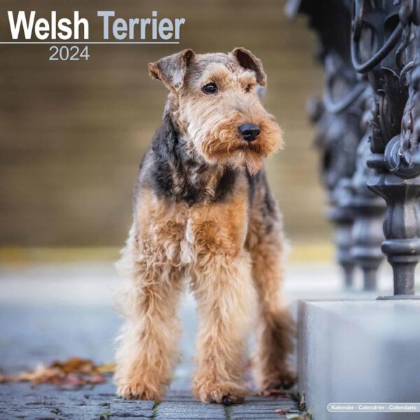 Welsh Terrier Calendar 2024