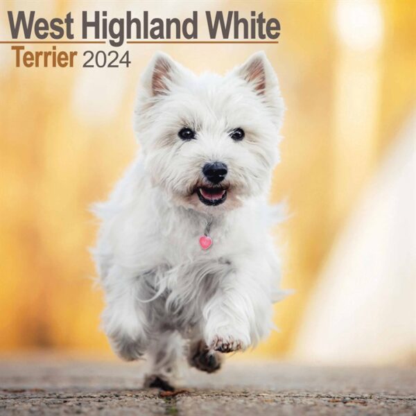 West Highland White Terrier Calendar 2024