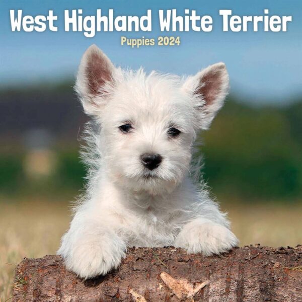 West Highland White Terrier Puppies Mini Calendar 2024