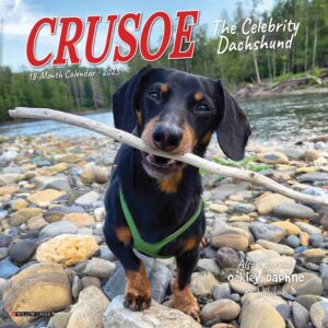 Crusoe The Dachshund Mini Calendar 2025