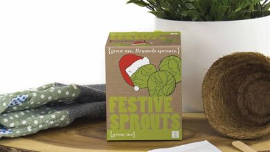 Grow Your Own Festive Sprouts