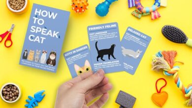 How To Speak Cat Cards