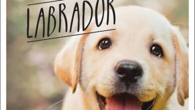 Love is a Labrador Book