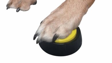Dog Training Buttons
