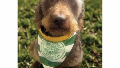 Celtic FC Fleece Dog Bandana