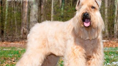 Soft Coated Wheaten Terriers Calendars 2027