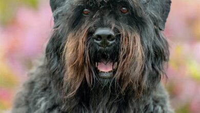Bouvier Des Flandres Calendar 2027