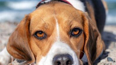 Beagle Calendar 2027