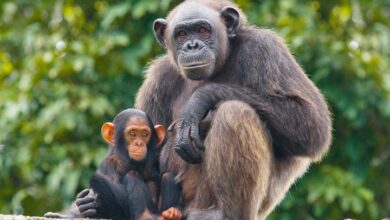 Apes Calendar 2027
