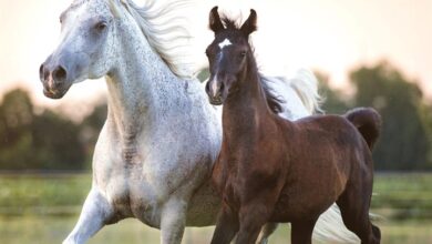 Arabian Horses Calendar 2027