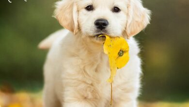Golden Retriever Puppies Calendar 2027