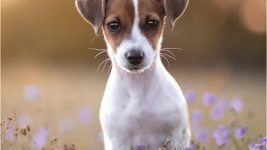 Jack Russell Puppies Mini Calendar 2027