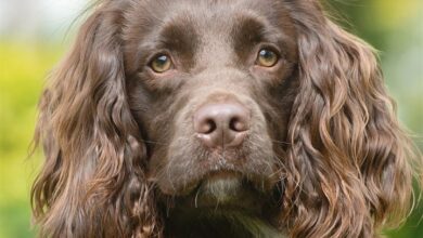 Sprocker Spaniel Calendar 2027