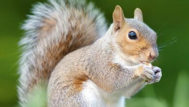 Squirrels Calendar 2027