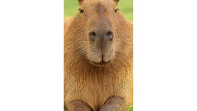Capybara Slim Calendar 2027