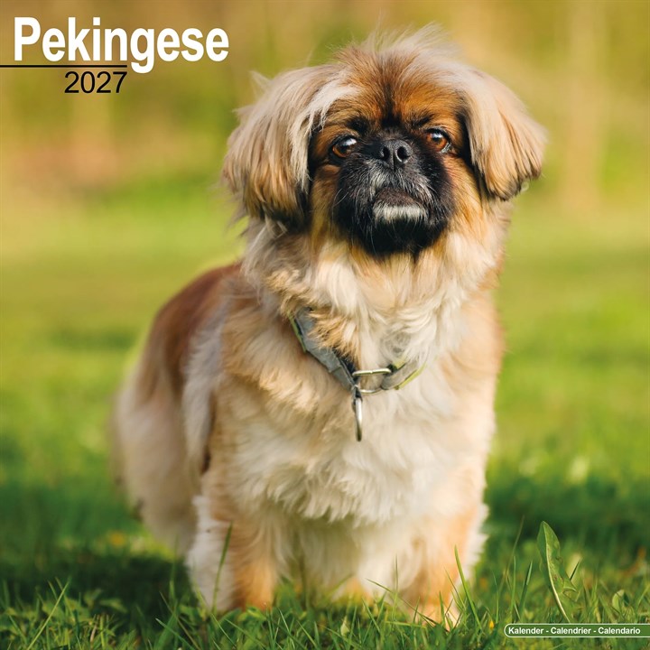 Pekingese Calendar 2027