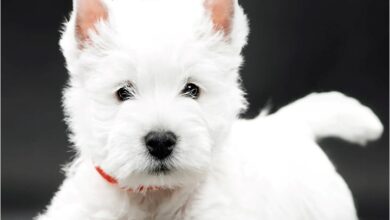 West Highland White Terrier Puppies Mini Calendar 2027