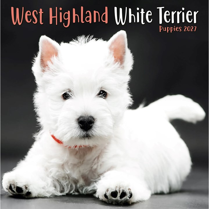 West Highland White Terrier Puppies Mini Calendar 2027