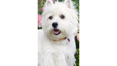West Highland White Terrier Slim Calendar 2027