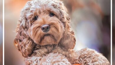 Cockapoo Family Organiser 2027