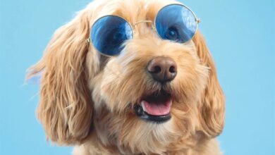 Cockapoo Calendar 2027