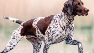 German Shorthaired Pointer Calendar 2027