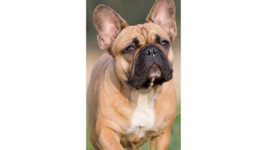 French Bulldog Slim Calendar 2027
