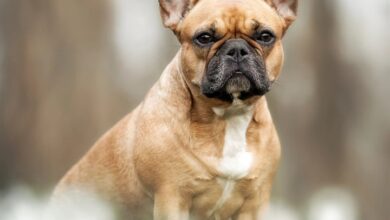 French Bulldog Calendar 2027
