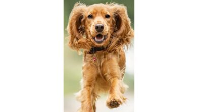 English Cocker Spaniel Slim Calendar 2027