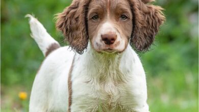 English Springer Spaniel Puppies Mini Calendar 2027