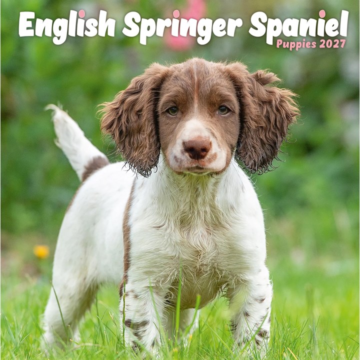 English Springer Spaniel Puppies Mini Calendar 2027