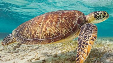 Sea Turtles Calendar 2027